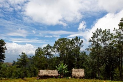  Greener energy for a third of the world bodes well for all, says UN on International Forest Day