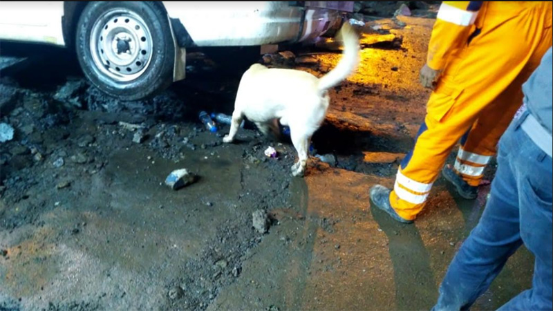 Kolkata bridge collapse: NDRF brings trained dog to find if anyone is trapped under the wreckage