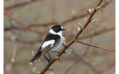 Population decline of mammals and birds linked to rapid warming of climate