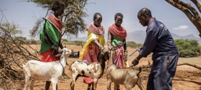 Backed by UN agency, countries set to take on deadly livestock-killing disease