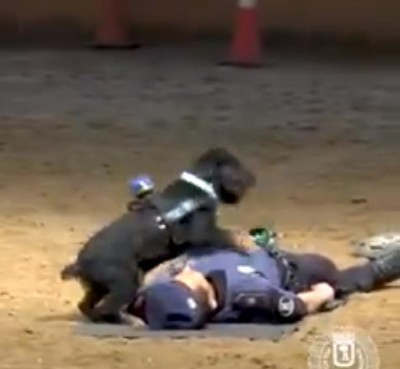 Police dog 'revives' trainer by performing CPR, emerges as hero on internet