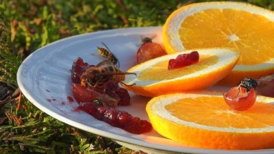 Fruit fly study challenges theories on evolution and high carb diets