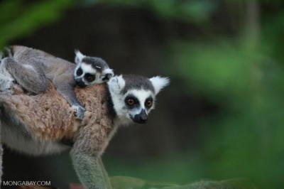 Mongabay launches India-specific conservation and environment news portal