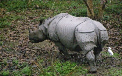 Poachers kill another rhino in Kaziranga 