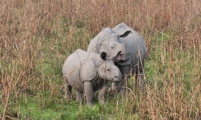 Indian Rihnos,,Wild Elephant in Kaziranga National Park