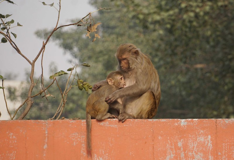 Winter in Delhi: Mother monkey looks after her baby with care
