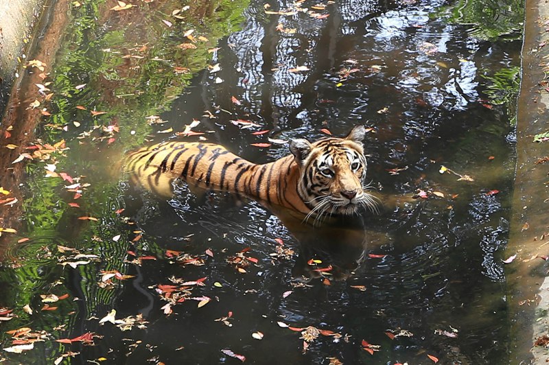 Tiger takes bath in Kerala