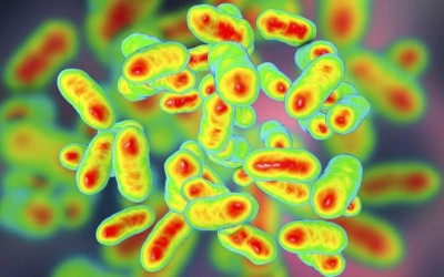 Scientists find new, giant bacterial virus in human gut