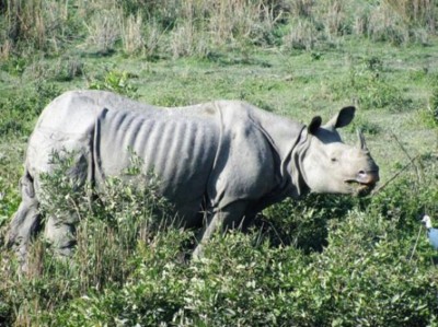 Nepal: Woman killed in rhino attack