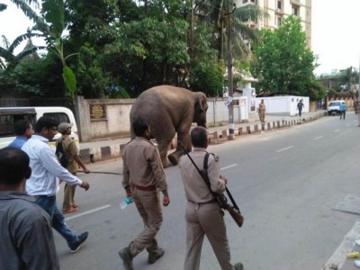 Wild jumbo brings traffic to a standstill in Guwahati