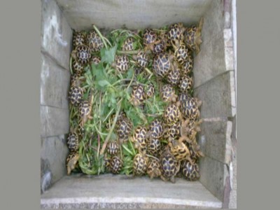 Global wildlife conference: Big win for several Indian species