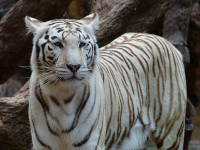 White tiger Subhranshu dies in Nandankanan Zoo