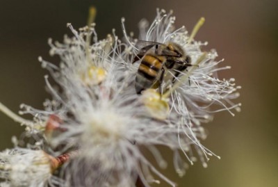 Shrinking biodiversity poses major risk to the future of global food and agriculture, landmark UN report shows