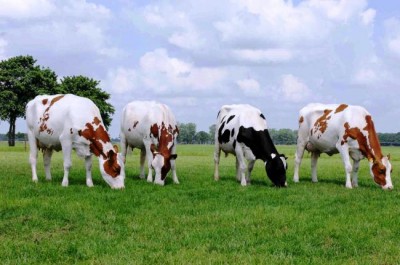 Son of man killed by cow vigilantes arrested for smuggling cows