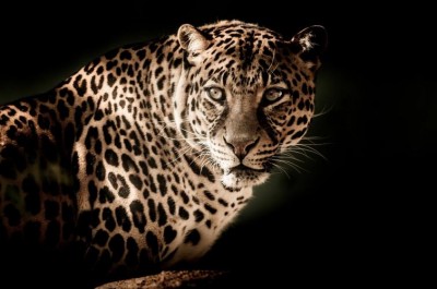 Himachal Pradesh: Villagers living in Leopard terror in Sirmaur district