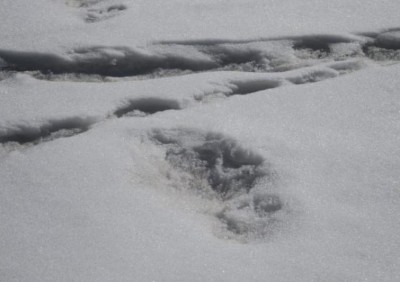 Indian Army's Moutaineering Expedition Team sights 'Yeti' footprints, shares online 