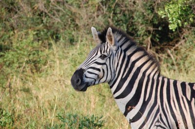 Scientists find zebra odour useful in fight against trypanosomosis disease