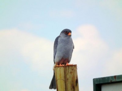 Nagaland DC sets up Task Force to protect Amur Falcon