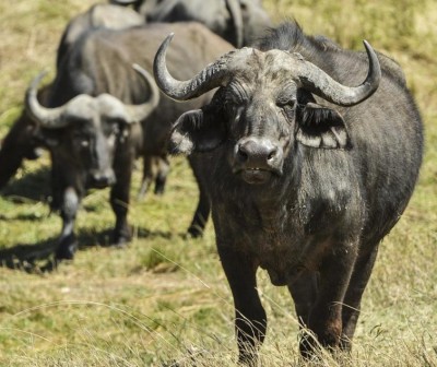 Kerala: Buffaloes hit by train, 10 die on rail trackÂ 