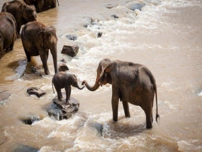 Tuskers killed 195 people in Chhattisgarh in last three-year, says Forest Minister Akbar