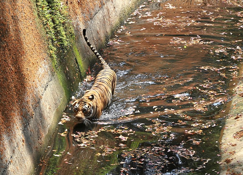 Tiger takes bath in Kerala