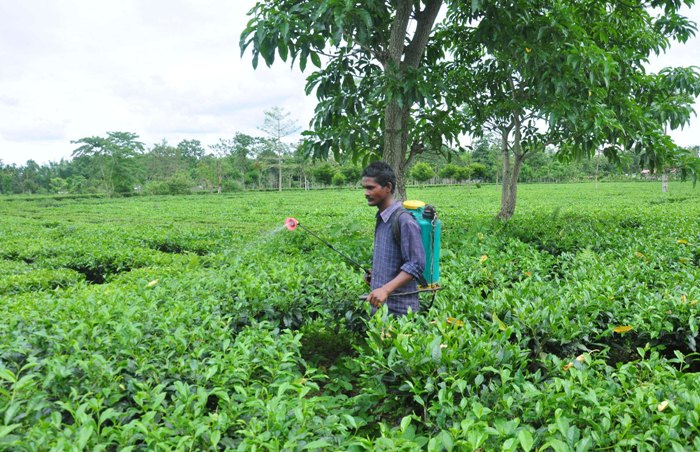 Farmer spray medicine at tea garden in Tezpur