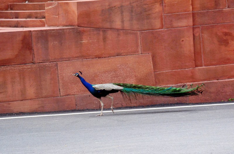 Glimpse of Rashtrapati Bhavan premises