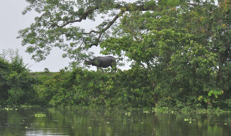Flood water in Assam's Kaziranga