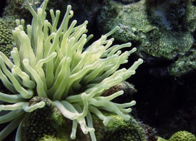 Mobile protected areas needed to preserve biodiversity in the high seas