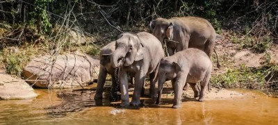 Ten new migratory species protected under global wildlife agreement