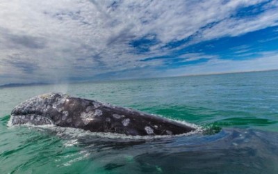 West Bengal: 36-ft dead whale washes ashore in Mandarmani in East Midnapore