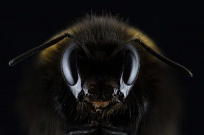 UP: Bee attack leaves two dead