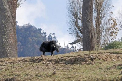 Climate change  threatens the yak economy in Arunachal Pradesh
