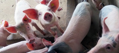 Global cooperation key to eradicating deadly pig virus: UN agency