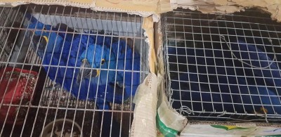 Exotic wildlife species seized by forest personnel in Assam's Cachar district
