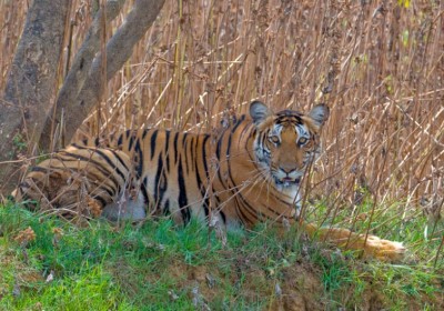 Karnataka: Shepherd killed by tiger in Nagarahole National Park