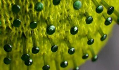 Bangladesh: Four more die due to COVID-19