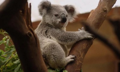 Australia launches investigation after dozens of koalas found dead in land-clearing