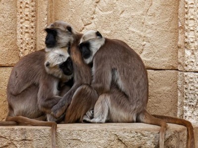 Five langurs deployed to protect President Donald Trump from monkey attack during Agra visit