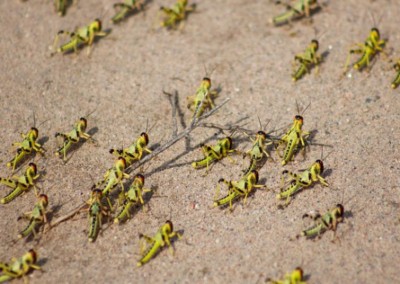 Act now to prevent Desert Locust catastrophe in Horn of Africa: UN agencies