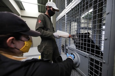 Zookeepers feed spectacled bear at Columbia's Jaime Duque Park