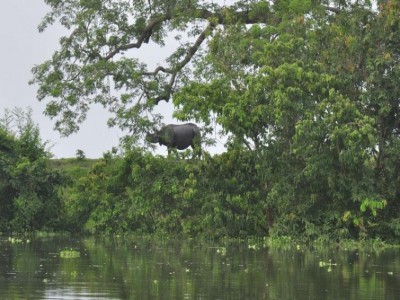 Assam flood situation steadies; toll mounts to 37