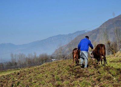 Kashmir Valley expecting ‘record-breaking’ paddy crop this season despite low rainfall