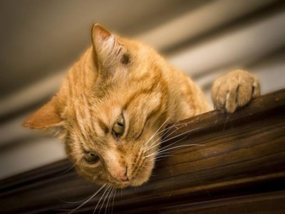 Cat found in a container arrived from China faces deportation from Chennai Port, PETA opposes