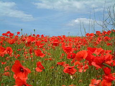 Manipur police destroy 25 acres illegal poppy plant