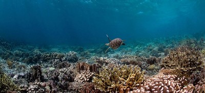 Ahead of biodiversity summit, UN officials call for action to preserve the natural world