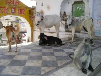 After elephant's episode shocked nation, now pregnant cow fed explosive covered in wheat flour in HP Â 