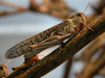 India reaches out to Pakistan to counter locust invasion
