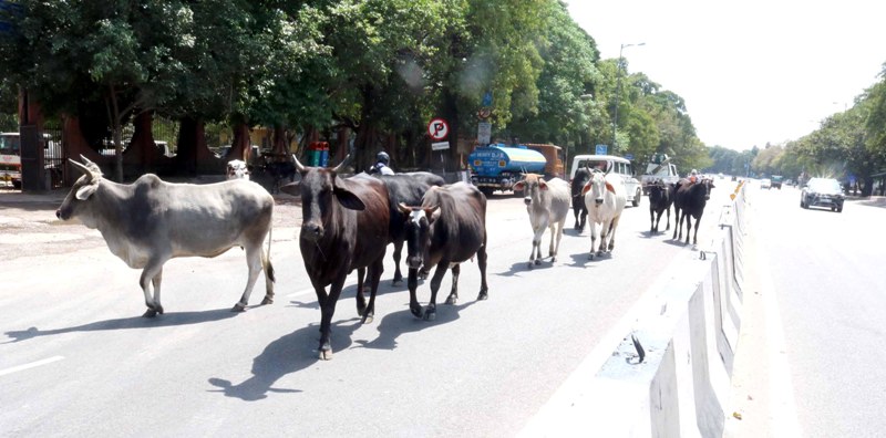 IndiaFightsCorona: Glimpses of the Ninth Day of lockdown