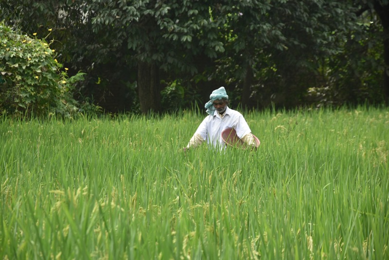 Farmer works on paddy field in Ranchi